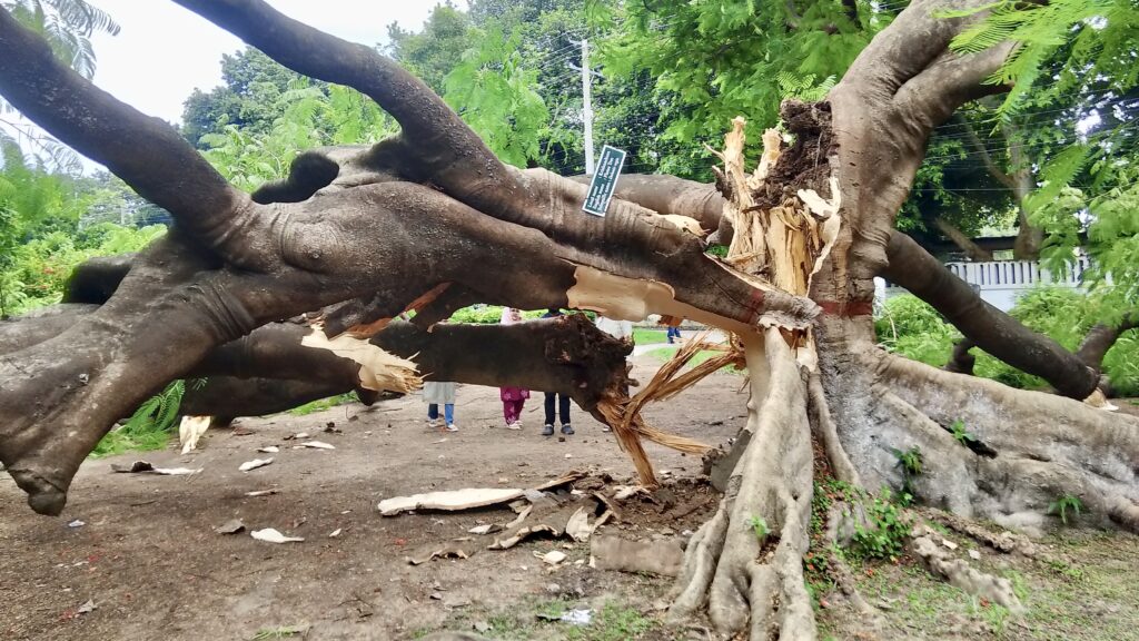 রাবিতে ভেঙে পড়েছে কয়েক যুগ ধরে ছায়াদানকারী স্মৃতি বিজড়িত কৃষ্ণচূড়া গাছ