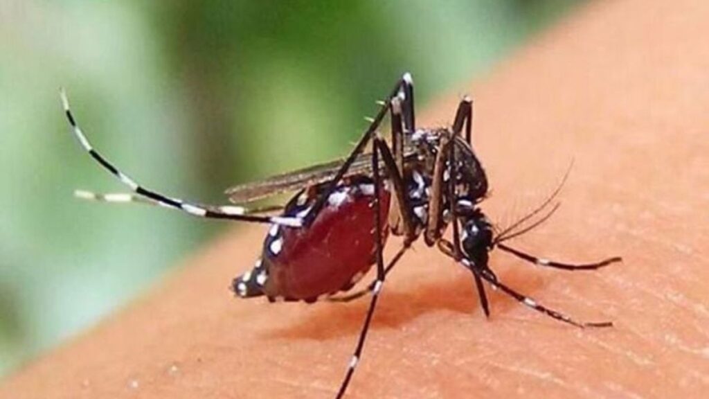 গত ২৪ ঘণ্টায় ডেঙ্গুতে আরও ৬ জনের মৃত্যু Dengue-2609101318