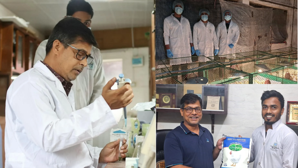 দেশে প্রথম প্ল্যানটেইন থেকে নিরাপদ ও পুষ্টিসমৃদ্ধ ব্রয়লার মাংস উৎপাদনে বাকৃবির সাফল্য