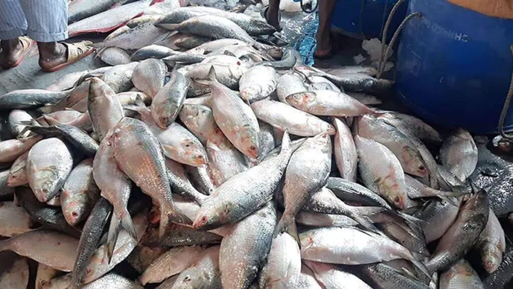 বরিশালে ইলিশের সরবরাহ দ্বিগুণ, মণে কমেছে ২০ হাজার টাকা barishal-1-20260916125437