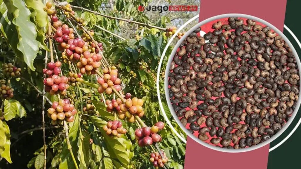 বারির দুই জাতের কফি নিয়ে পাহাড়ে নতুন স্বপ্ন coffee-cover-20260913205411