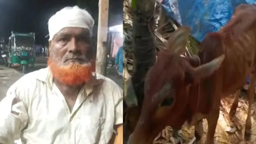 গরু চুরি করে বিএনপি নেতার গোয়ালঘরে রেখে গেল চোর! laks-20260916103917