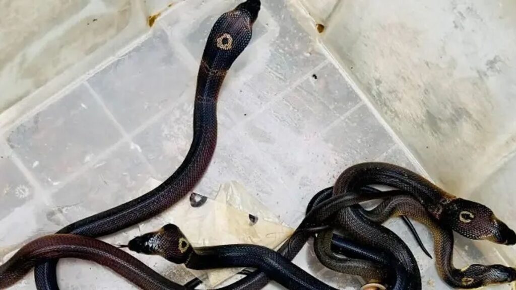 snake-mtvjo5s6lurfj7u-20260910191449